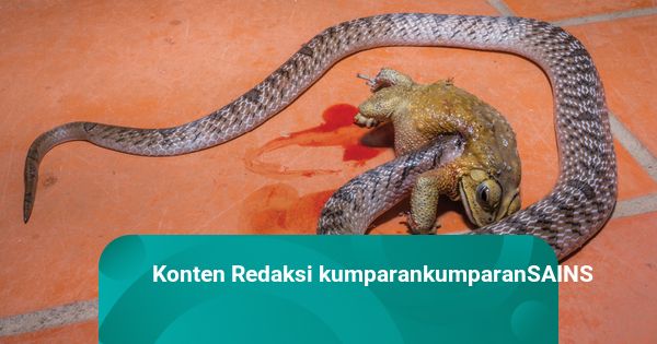 Katta eshak talaba fotosurati